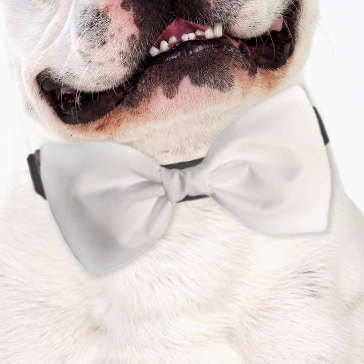 Accessoire nœud papillon pour chien Blanc pour la vente par Sophisticated Pup