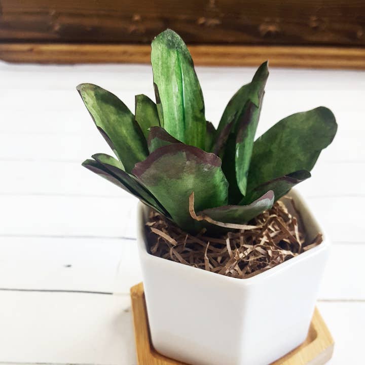 Beautiful Things By Bec – wholesale Succulent – Paper kalanchoe tomentosa Succulent set of 6