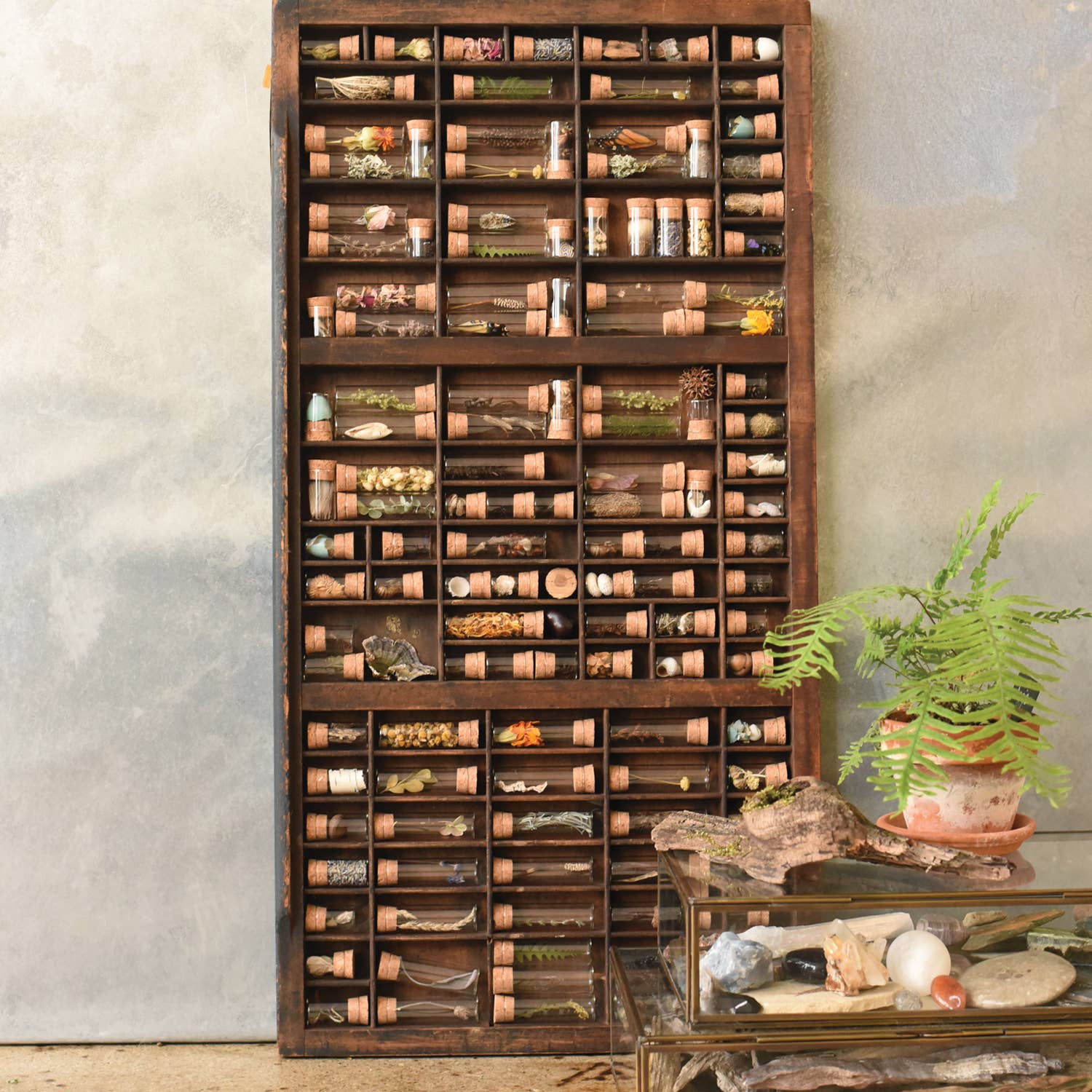 June & December - Vendita all'ingrosso Kit per lavoretti fai da te - Kit per la raccolta di campioni4