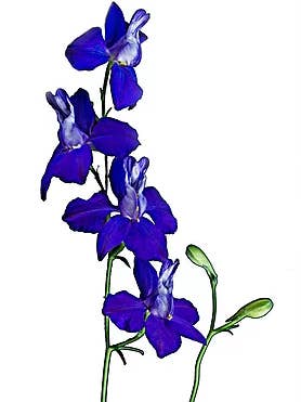 Delphinium Batik scuro per la vendita all'ingrosso da parte di CF Flower Prints