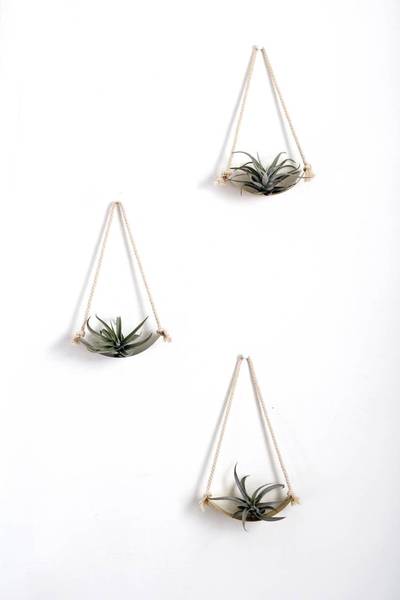 Rare Bird Co. + Pauline Stanley Studio - Wholesale Wall Planter - Curved Shelf Air Plant Wall Holder2