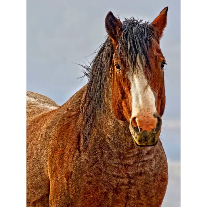 30 x 40 Winter's Edge Canvas Print for wholesale by Amanda Smith Western Art, LLC