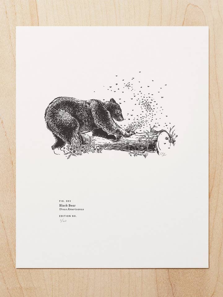 Black Bear (Art print) for wholesale by Woodsy Foxman