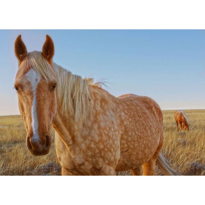 30 x 40 Raising Dapple Canvas Print for wholesale by Amanda Smith Western Art, LLC