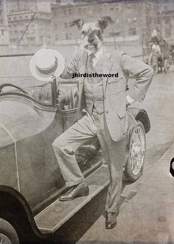 The Wild Oddisorium - Wholesale Art Print - Schnauzer Dog Print0