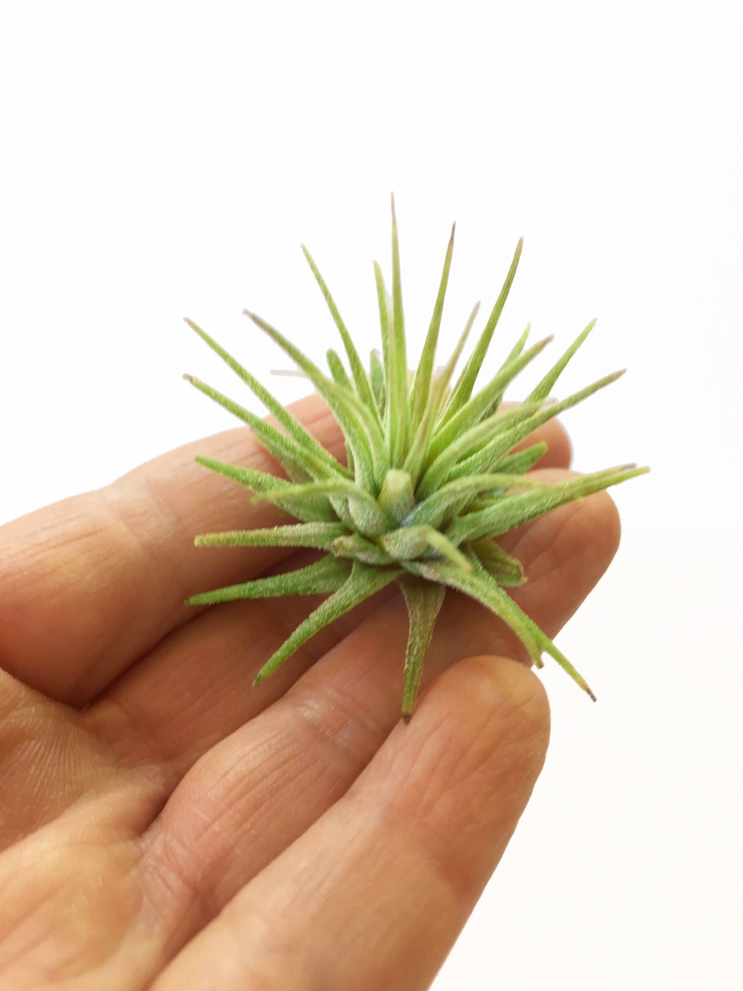 Rock n' Air - Wholesale Live Plant - Medium Air Plant (Tillandsia Ionantha) for Crystal Planter2