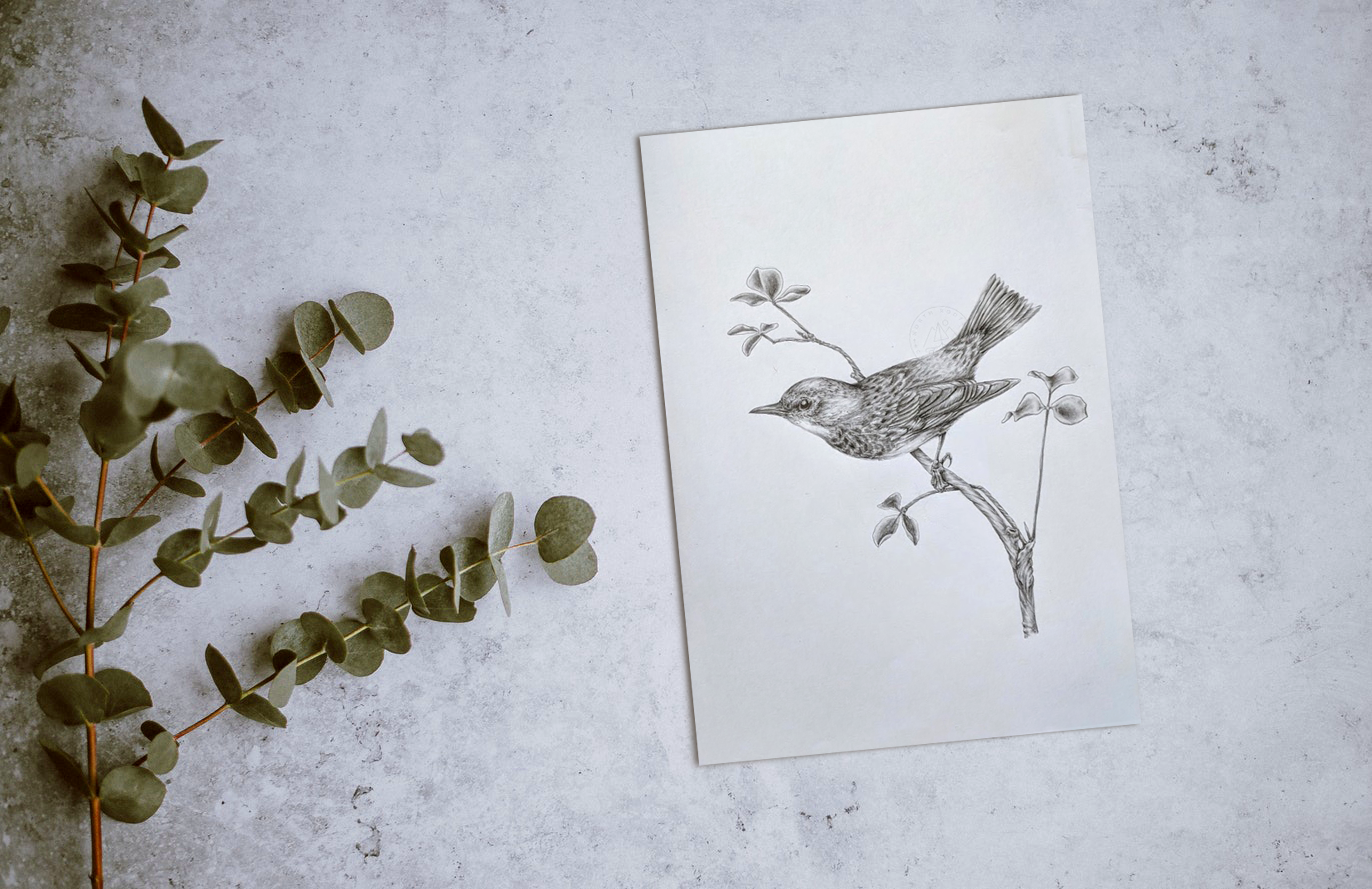 North Roots Collective - Wholesale Art Print - 11 x 14 This Means Warbler Print1