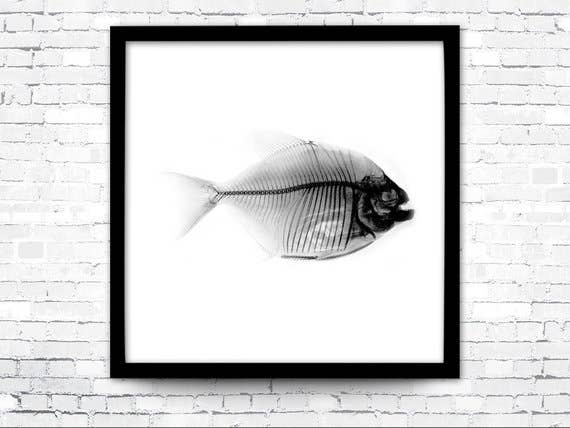 The National Anthem - Wholesale Art Print - 12” x 12” Nautical X-Ray Art Print No. 60