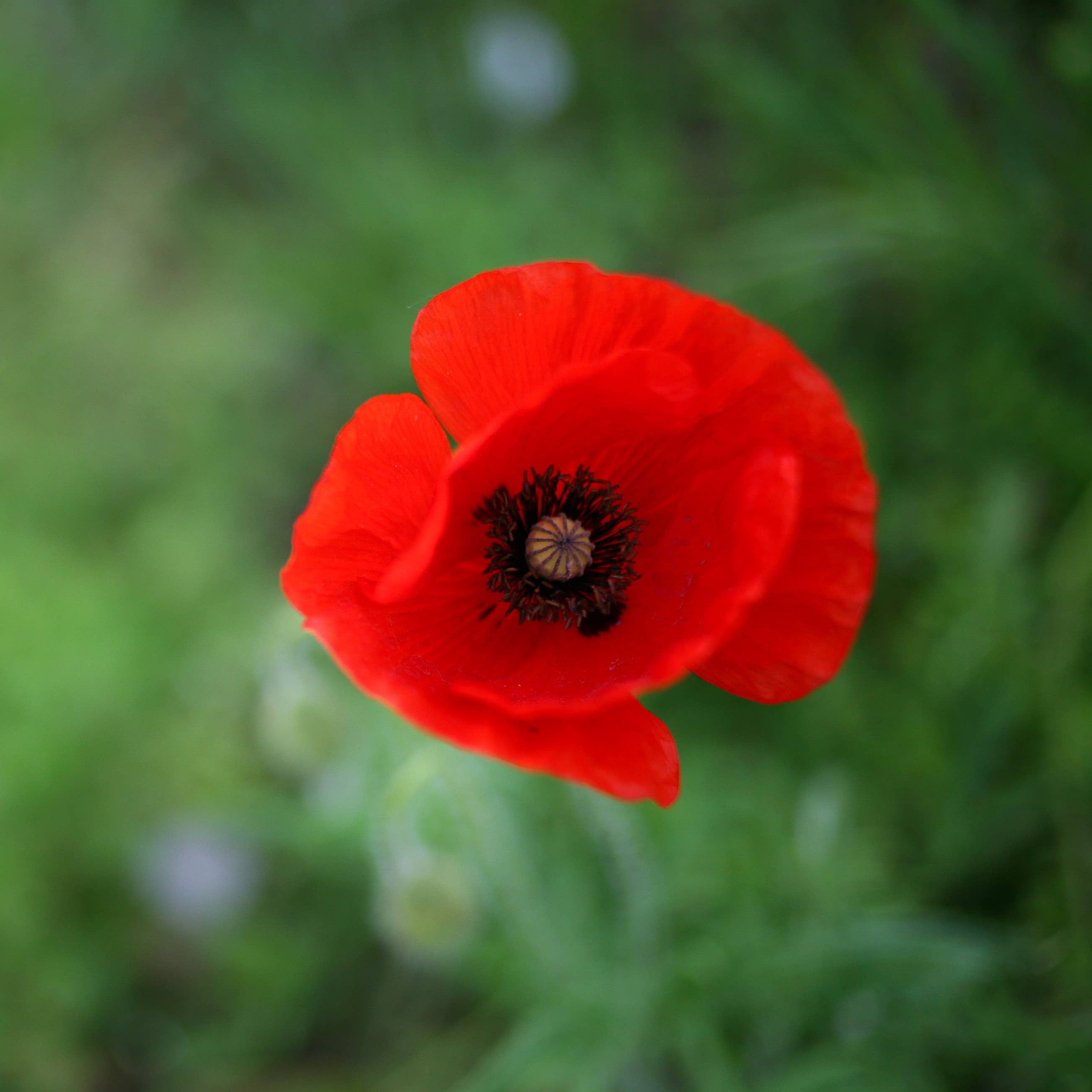 The Jonsteen Company - Wholesale Plant Seeds - Red Poppy | Flower Seed Grow Kit2