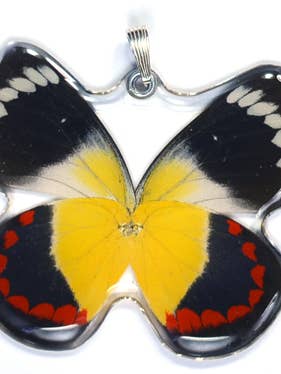 w0375 Pendentif papillon entier seulement, SS bélière, timor papillon pour la vente par Wingstitution