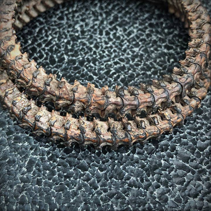 ASTALI – Großhandel Armreif – Doppeltes Wickelarmband von Snake Vertebrae, afrikanische Schlangenknochen6