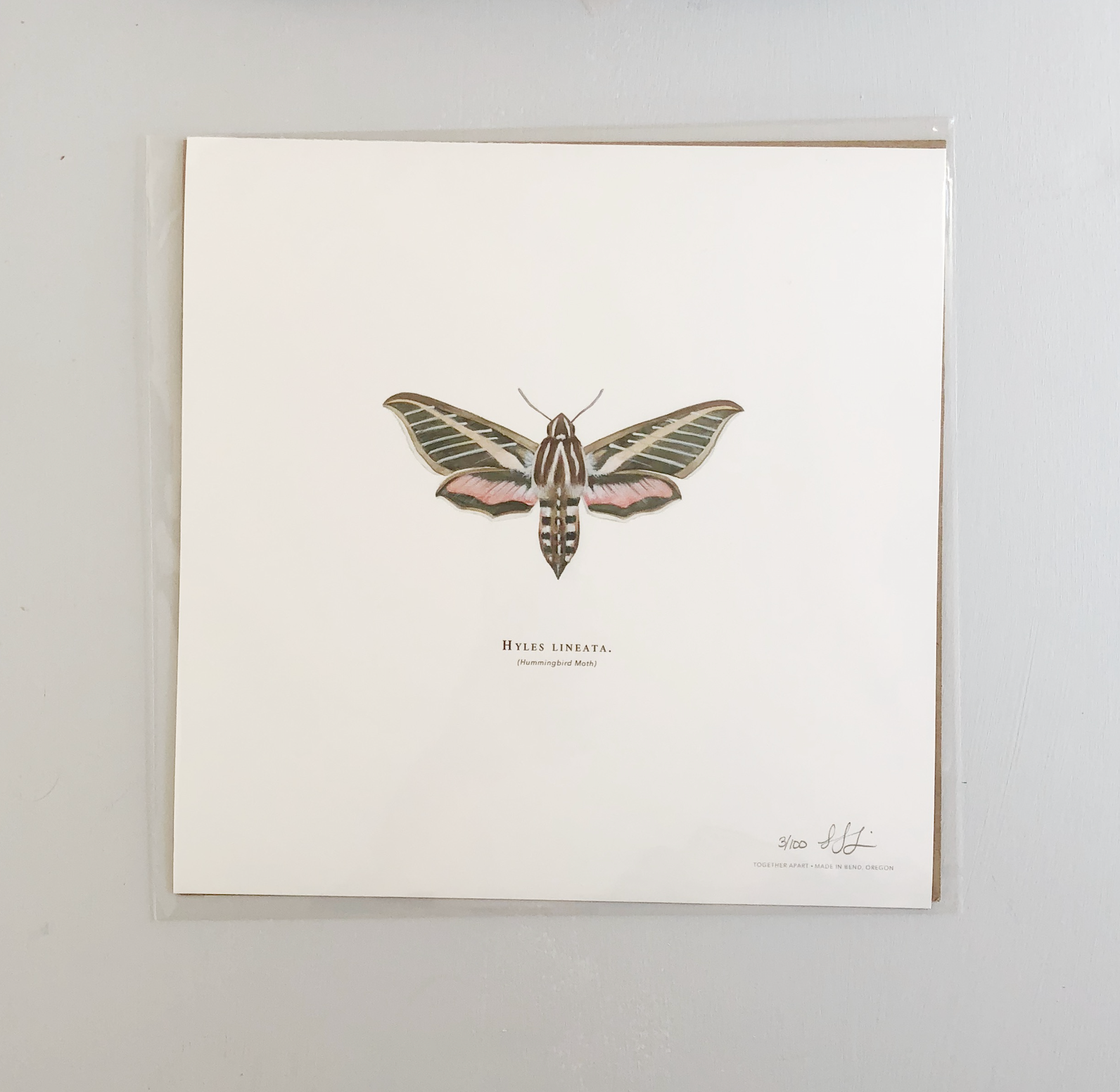 Together Apart - Wholesale Art Print - Hummingbird Moth2