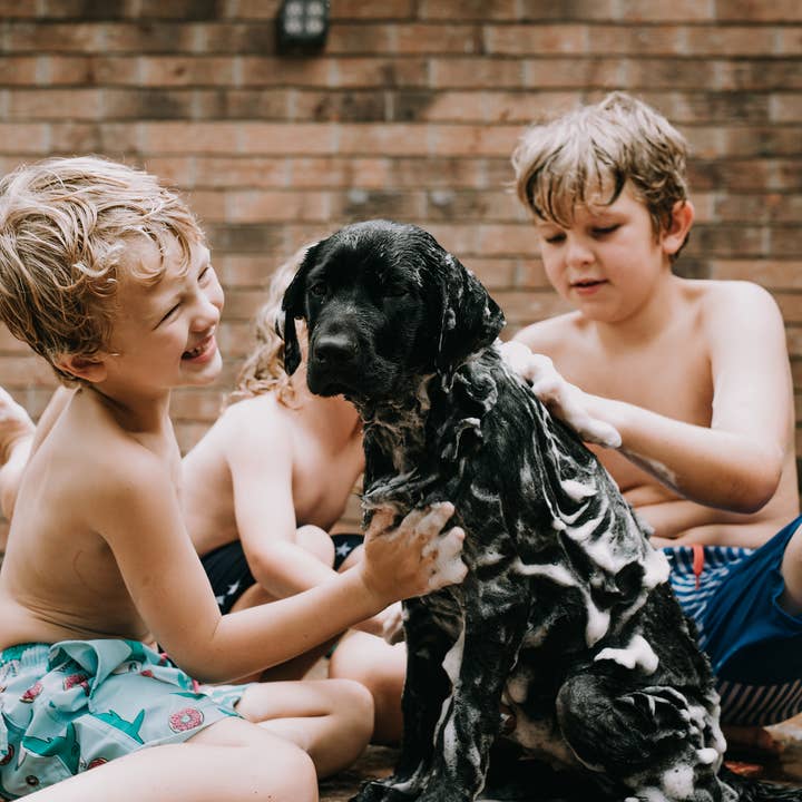 Old Factory Soap + Parousia Perfumes - Wholesale Pet Soap - Dog - Nose & Coat Natural Dog Soap 4oz Bar4