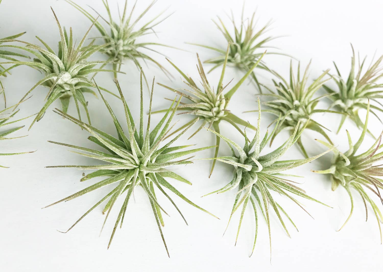 Rock n' Air - Wholesale Live Plant - Medium Air Plant (Tillandsia Ionantha) for Crystal Planter3