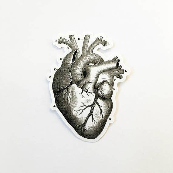 Pergamo Paper Goods - Wholesale Sticker - Heart Vintage Anatomy Sticker