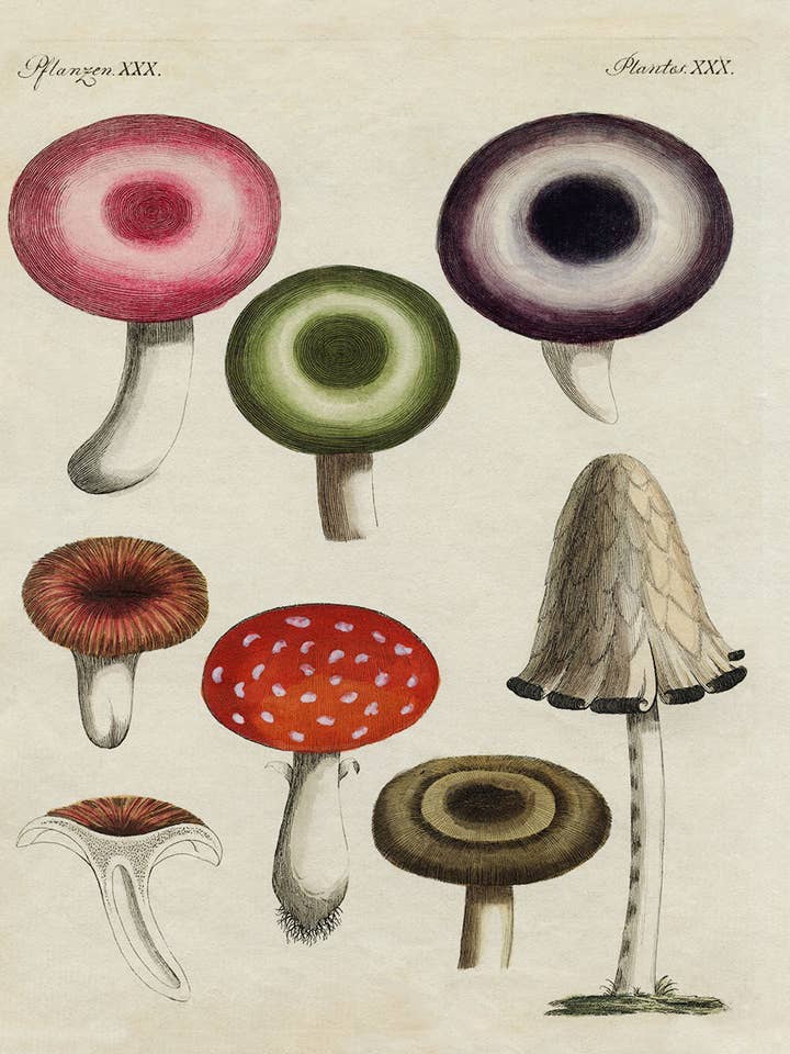 Roter und lila Pilzdruck für den Großhandel von Capricorn Press