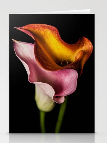 Cala Lilies Petal Card for wholesale by Talfoto Studio