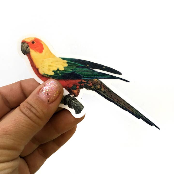 Antique Parakeet Sticker for wholesale by Pergamo Paper Goods