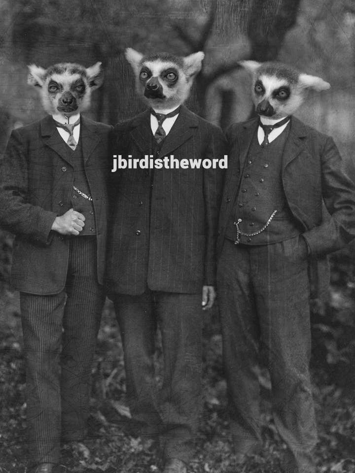 Lemur Print, Safari Nursery, College Student Gift for wholesale by The Wild Oddisorium