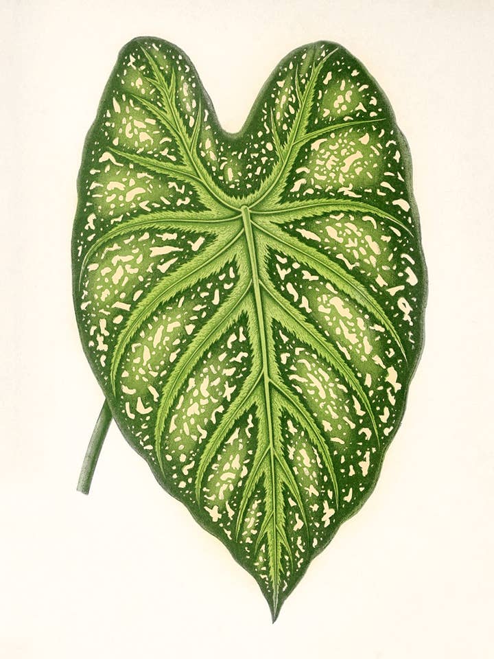 Feuille Botanique #5 pour la vente par Capricorn Press