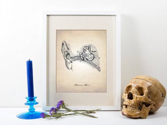 The National Anthem - Wholesale Art Print - 8” x 10” Ear Human Anatomy Art Print1