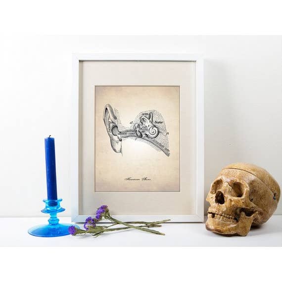 The National Anthem - Wholesale Art Print - 8” x 10” Ear Human Anatomy Art Print1