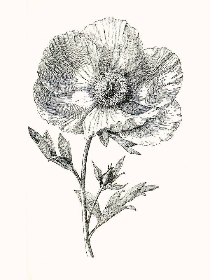 Antique Black and White Poppy for wholesale by Capricorn Press