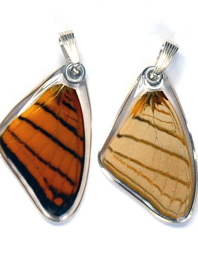 0315 Fjäril Hänge Endast, Orange Daggerwing, Top Wing för wholesale av Wingstitution