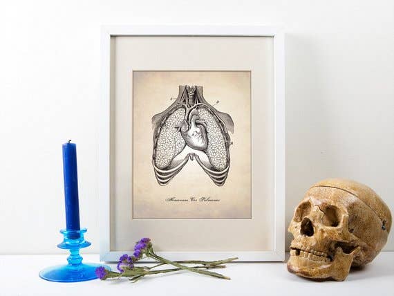 The National Anthem - Wholesale Art Print - 5” x 7” Heart and Lungs Anatomy Art Print1