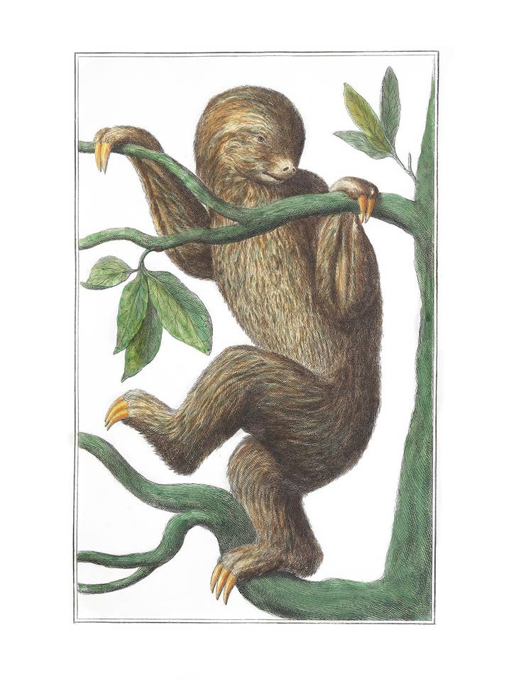 Sloth Print for wholesale by Capricorn Press