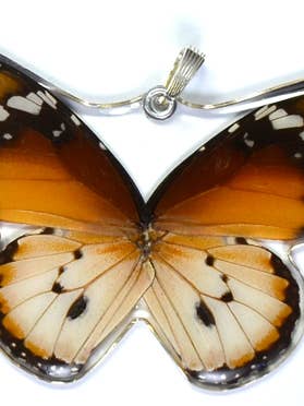 w0240 Whole Butterfly Pendant, African Monarch Butterfly for wholesale by Wingstitution