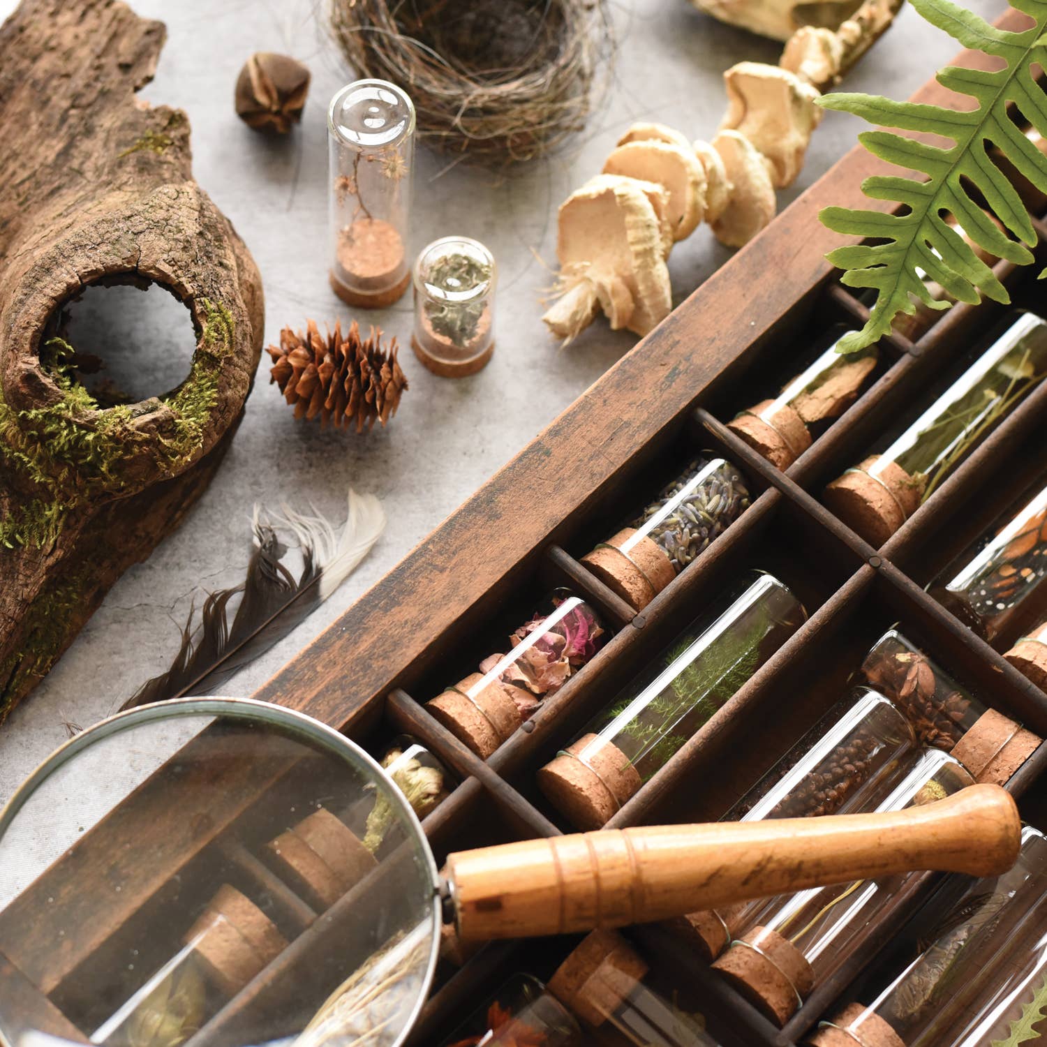 June & December - Vendita all'ingrosso Kit per lavoretti fai da te - Kit per la raccolta di campioni7