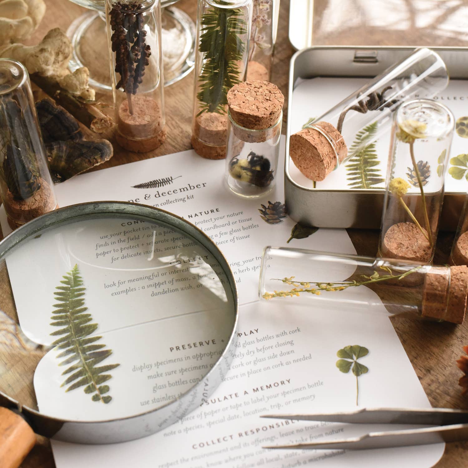 June & December - Vendita all'ingrosso Kit per lavoretti fai da te - Kit per la raccolta di campioni2