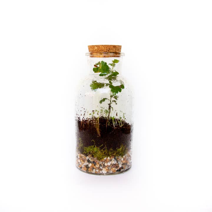Seattle Seed Co. - Wholesale DIY Craft Kit - DIY Large Jar Terrarium with Soil and Moss Garden Crafts Kit3