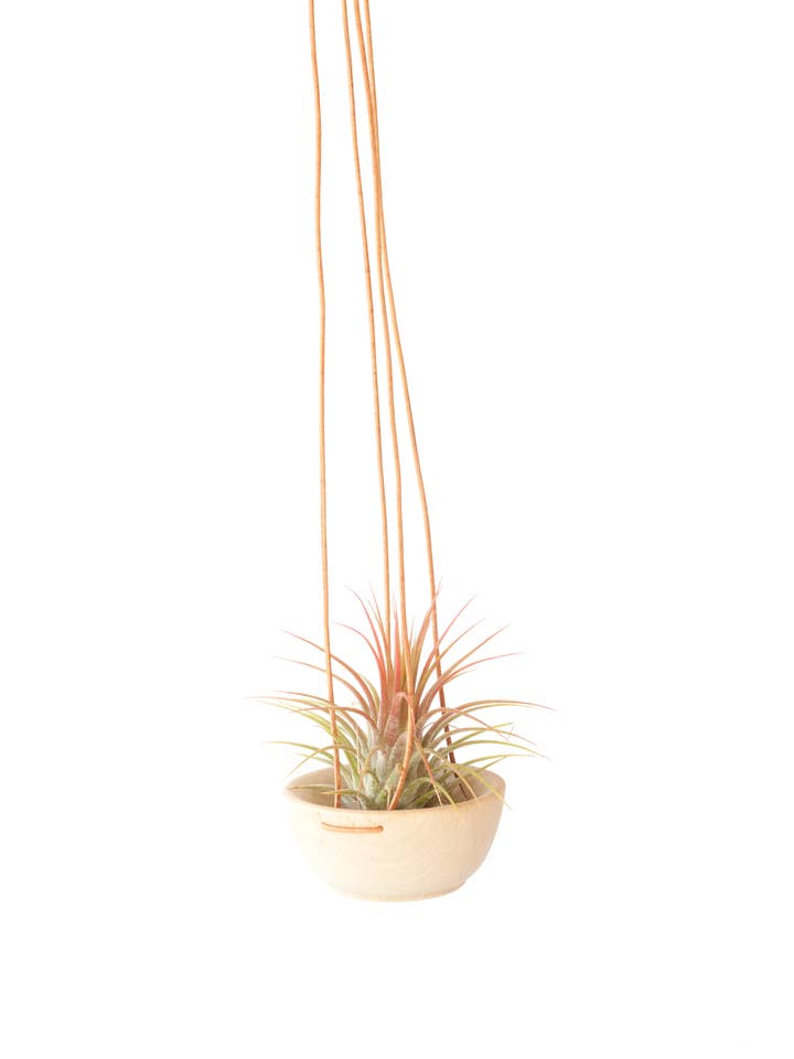 Wood + Leather Air Plant Hanger for wholesale by Savvie Studio