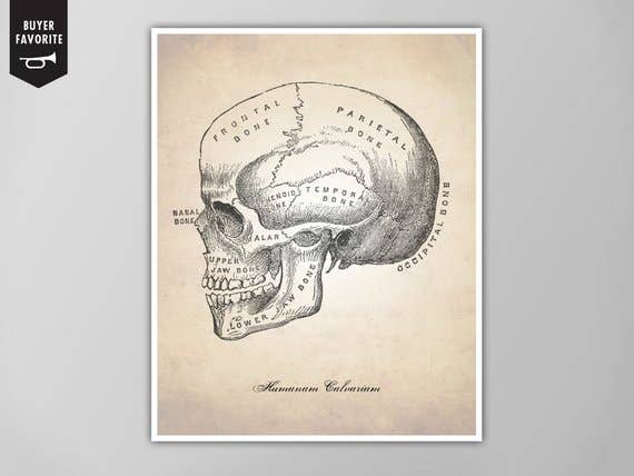 The National Anthem - Wholesale Art Print - 5” x 7” Skull Human Anatomy Art Print0