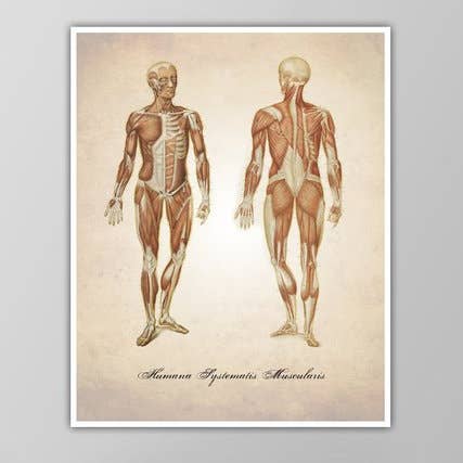 8” x 10” Muscular System Art Print for wholesale by The National Anthem