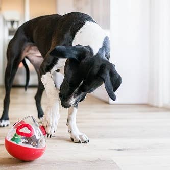 P.L.A.Y. Pet Lifestyle and You - Wholesale Pet Toy - Dog - Wobble Ball 2.0_Red2