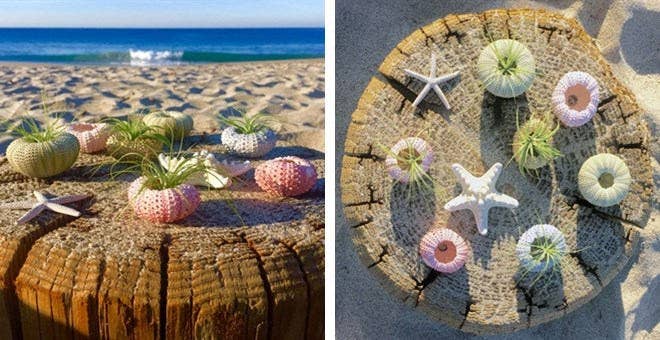 Mahalo Market - Vendita all'ingrosso Piante vive - Decorazione con Piante d'Aria e Ricci di Mare3