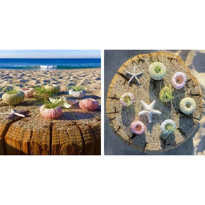 Mahalo Market - Wholesale Live Plant - Sea Urchin Air Plants3