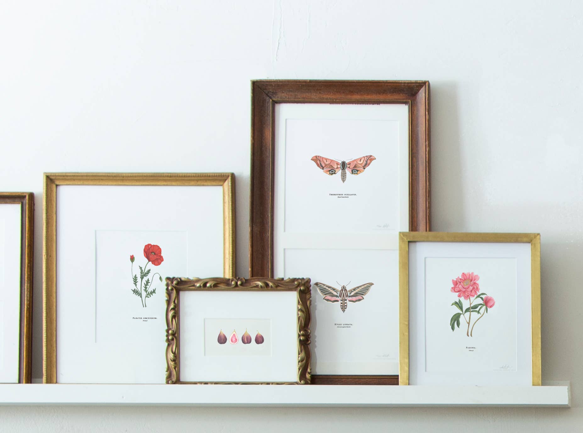 Together Apart - Wholesale Art Print - Hummingbird Moth1