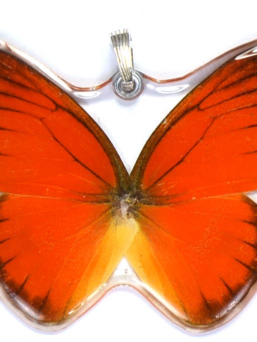 W0080 Pendentif Papillon Entier Albatros Orange pour la vente par Wingstitution