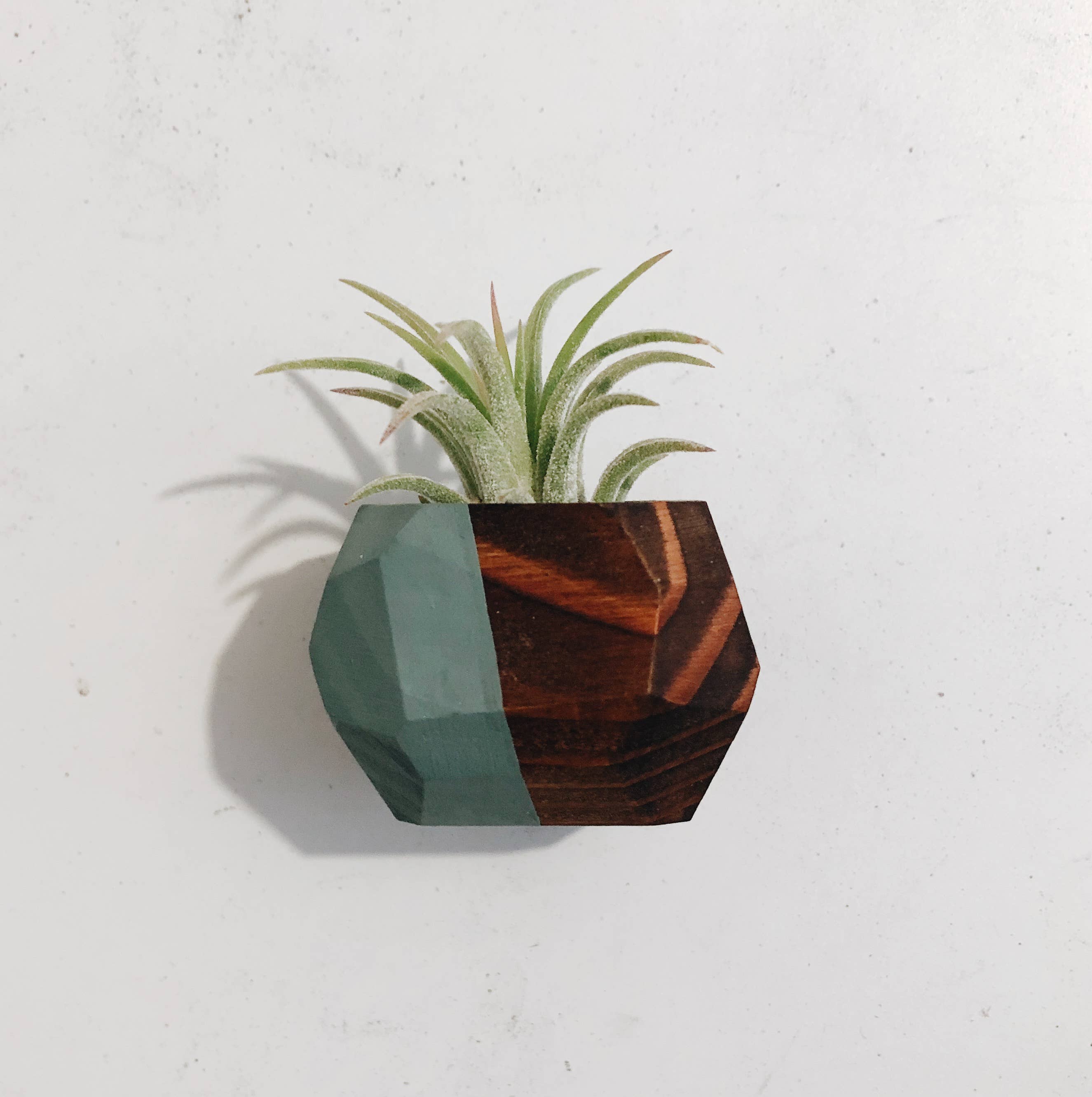 Goodsmith - Wholesale Live Plant - Geo Air Plant Magnet (PLANT INCLUDED)
