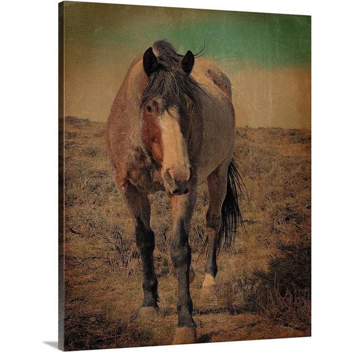Red Roan And Sage Brush Canvas Print for wholesale by Amanda Smith Western Art, LLC