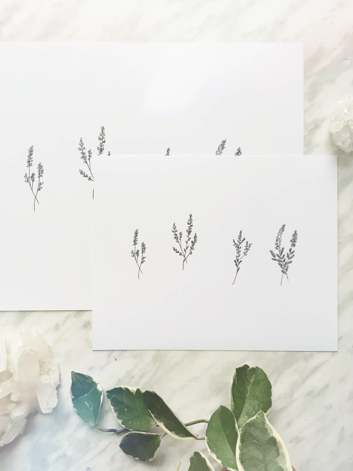 Katelyn Morse Art – Großhandel Kunstdruck – Kunstdruck Heidekraut 8 x 101