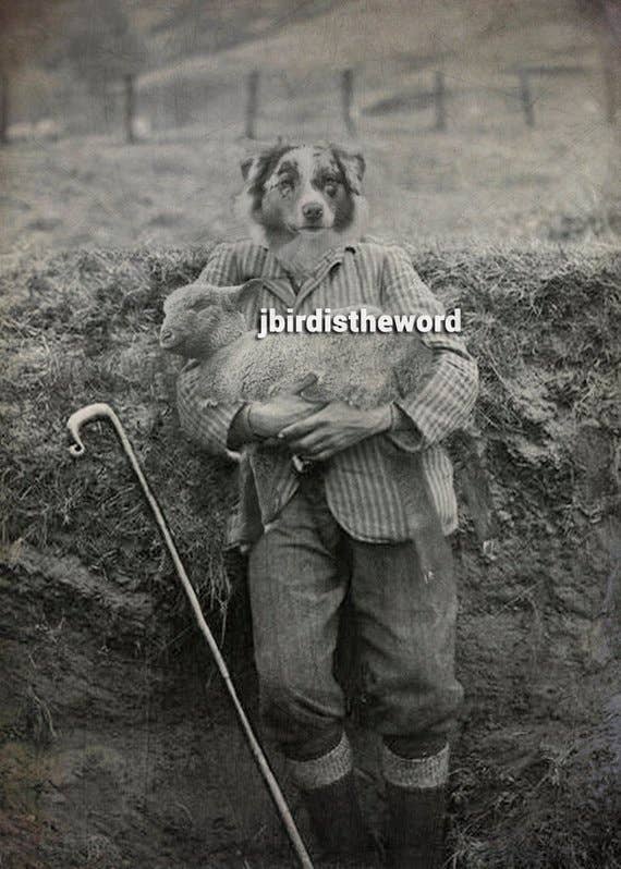 The Wild Oddisorium - Vente Affiche d'art - Imprimé berger australien0