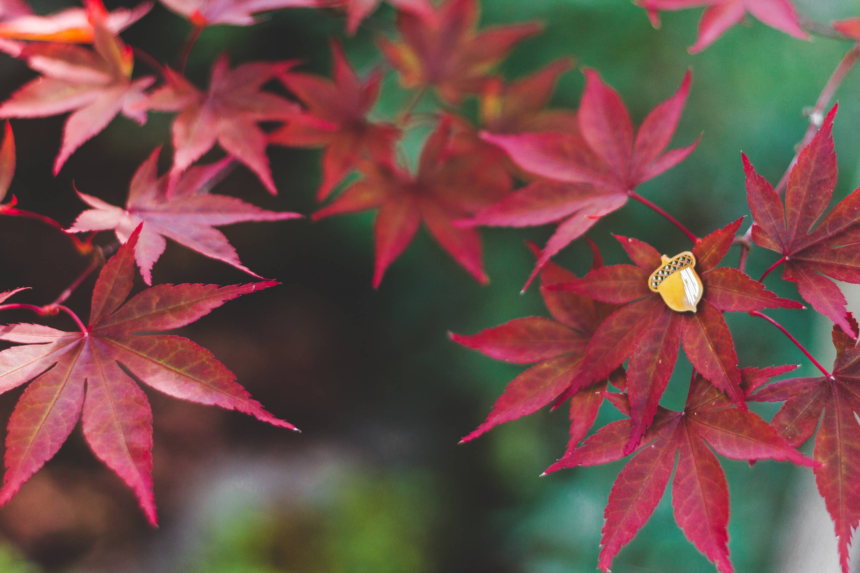 Lost Lust Supply - Wholesale Lapel Pin/Button - Acorn Bronze Finish Soft-Enamel Lightweight Button Lapel Pin1