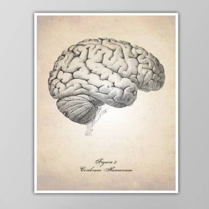 8” x 10” Brain (Side View) Anatomy Art Print for wholesale by The National Anthem