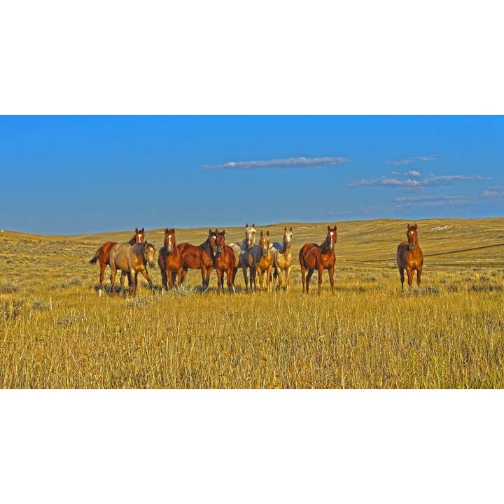 30 x 40 Nyfikenhet besättningen kanvas tryck för wholesale av Amanda Smith Western Art, LLC