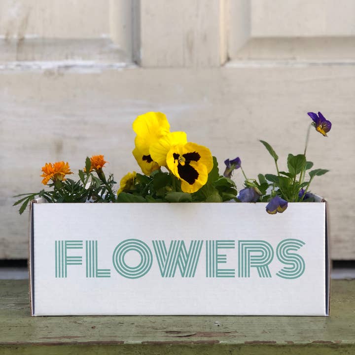 Garden Party - Wholesale Plant seeds - Flowers